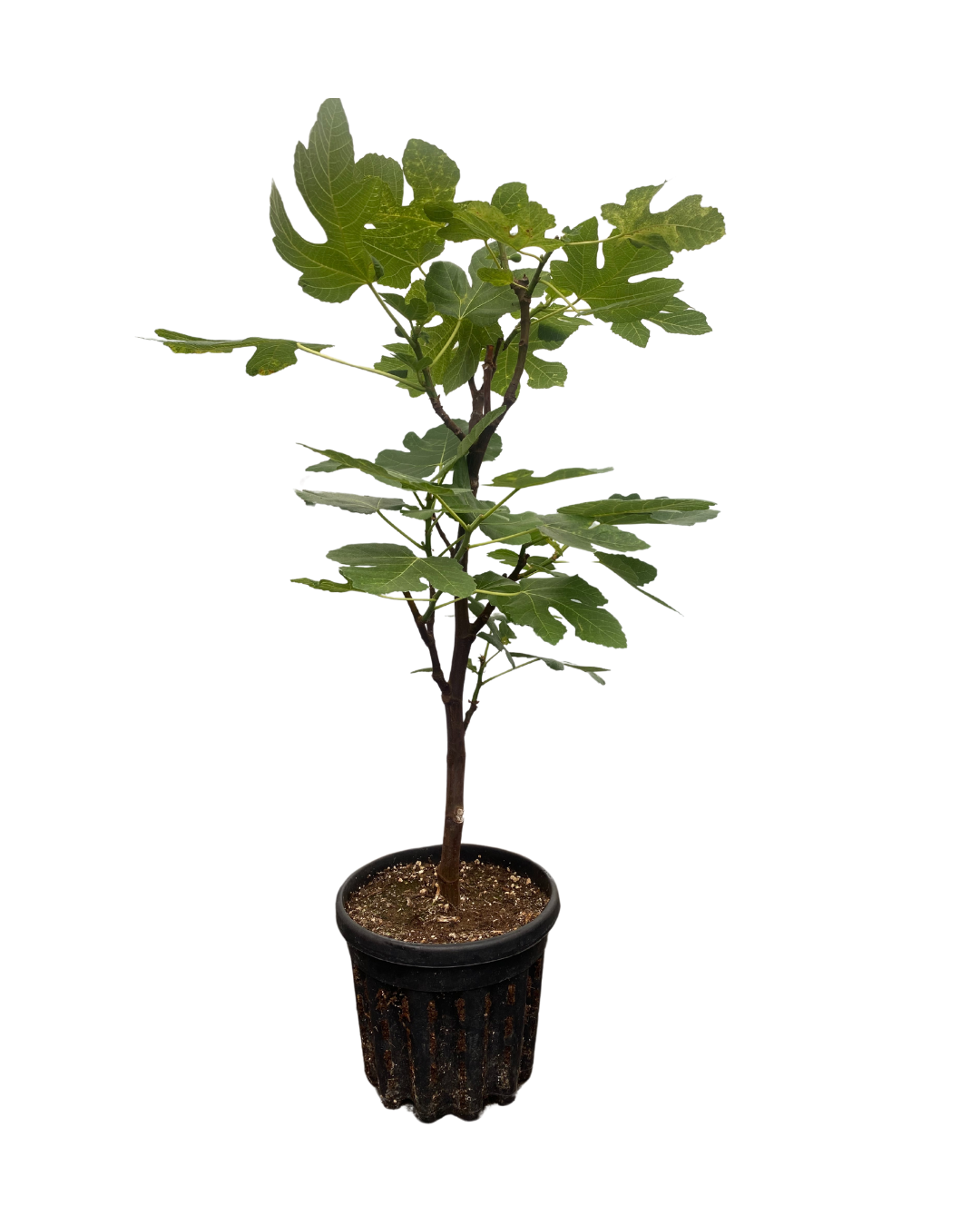 Figuier | Pot 10 po